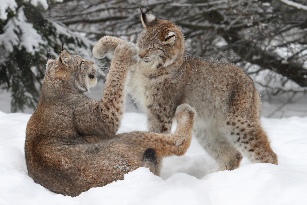 Spiel im Schnee