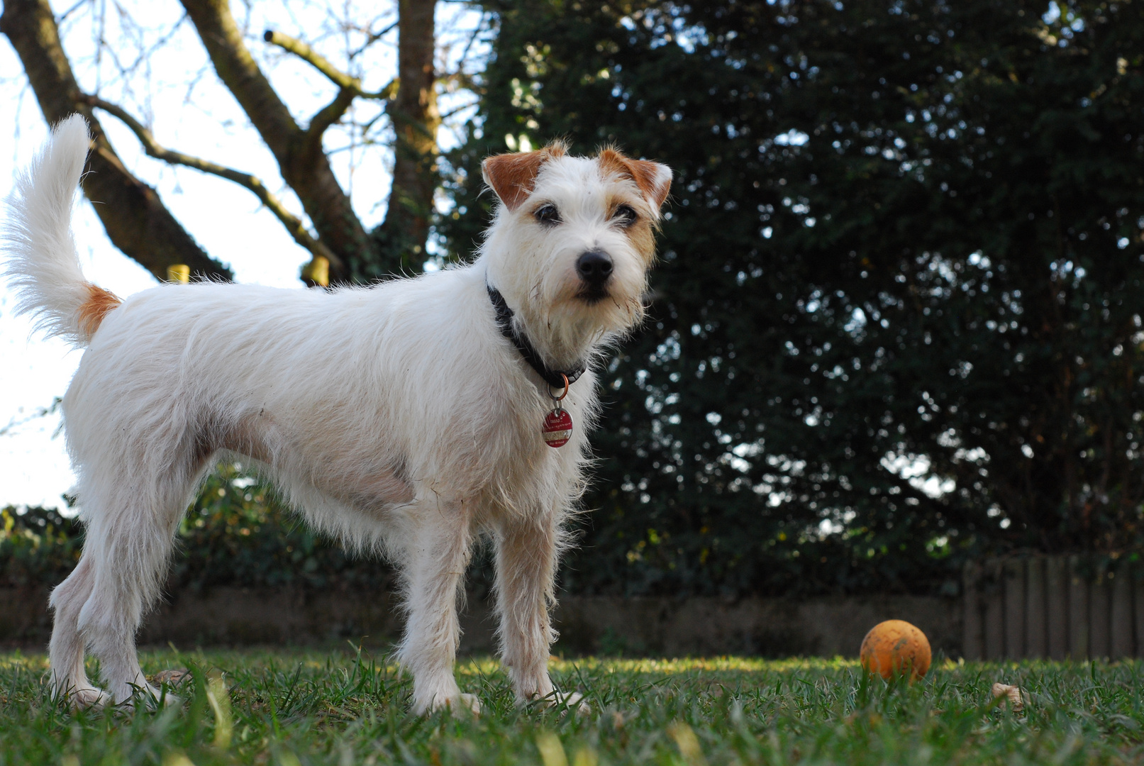 Spiel lieber Ball mit mir