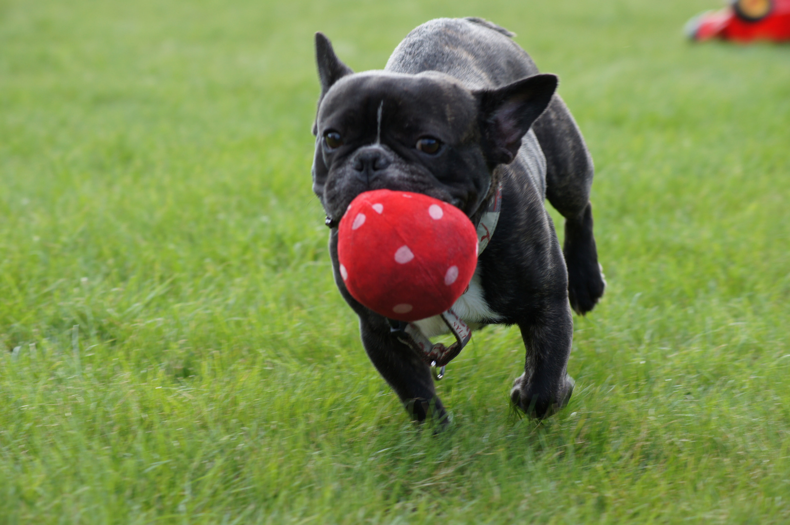 Spiel mit dem Ball