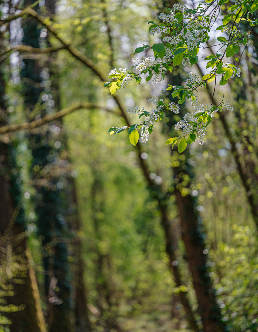 Spiel mit dem Bokeh