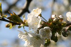 Spiel mit dem Frühling