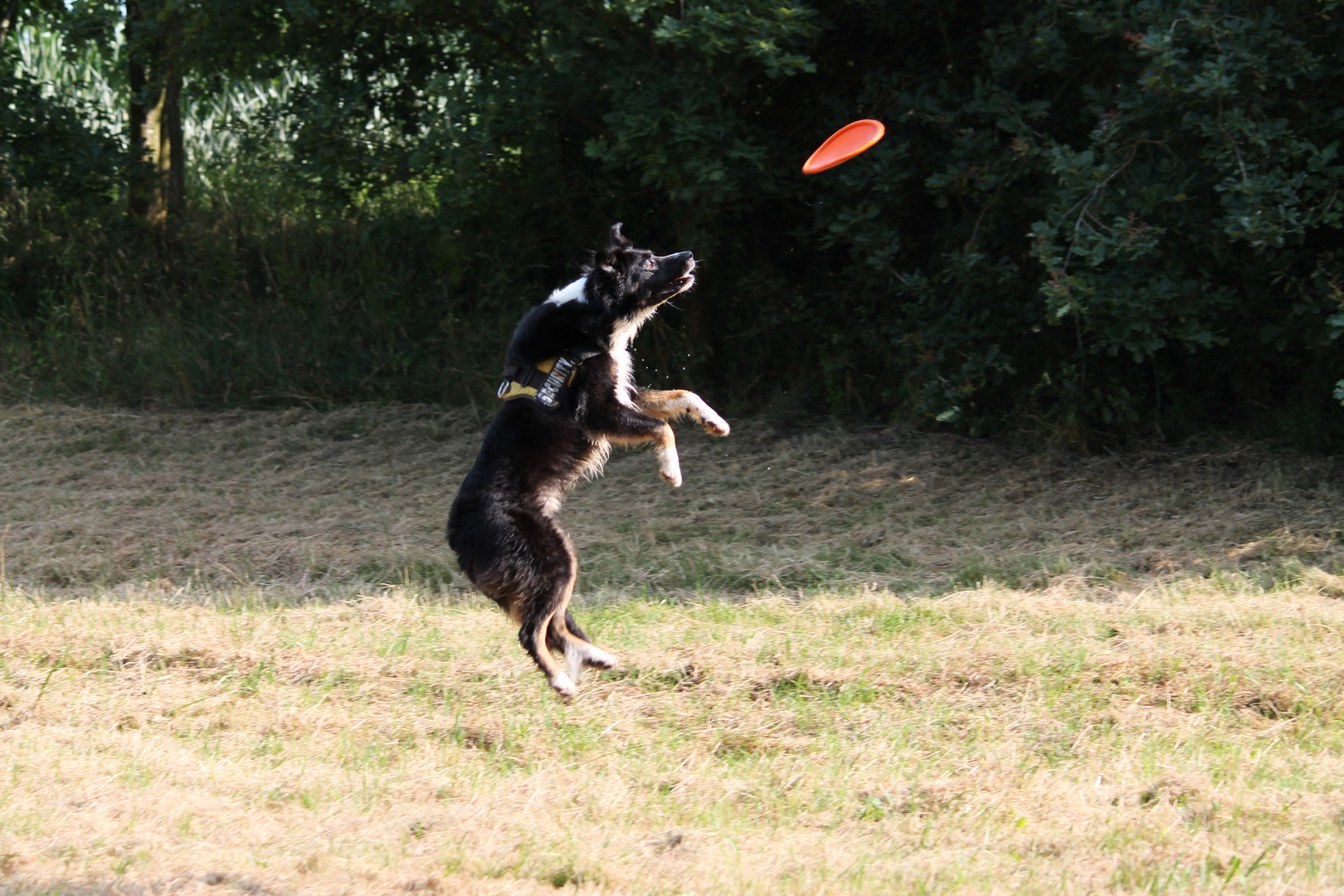 Spiel mit dem Hund 3