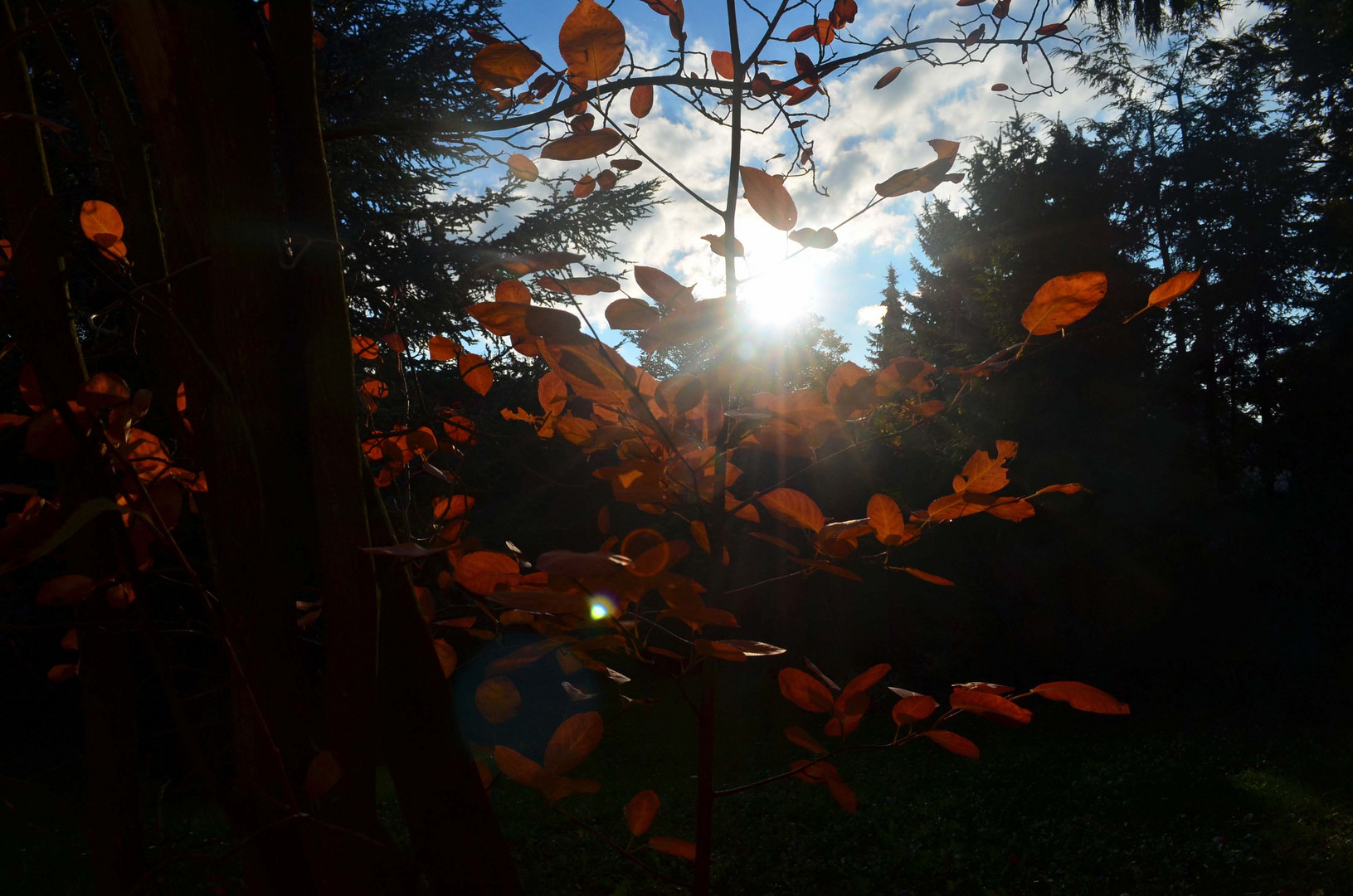 ~Spiel mit dem Licht~