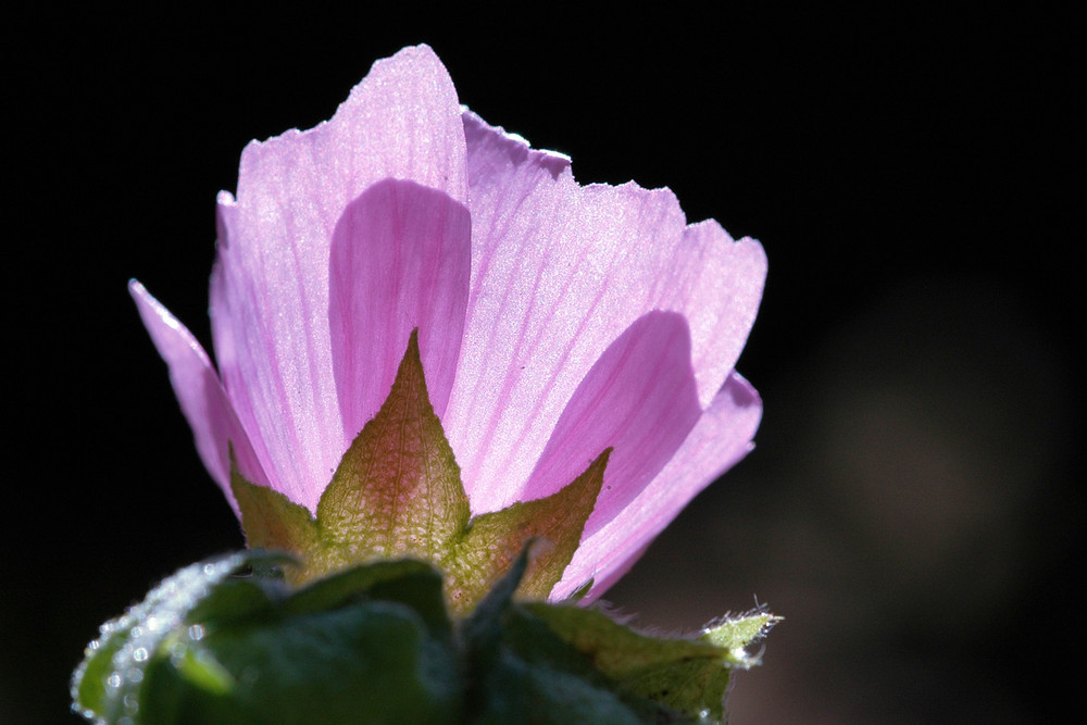 Spiel mit dem Licht - Hibiskusblüte