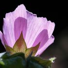 Spiel mit dem Licht - Hibiskusblüte