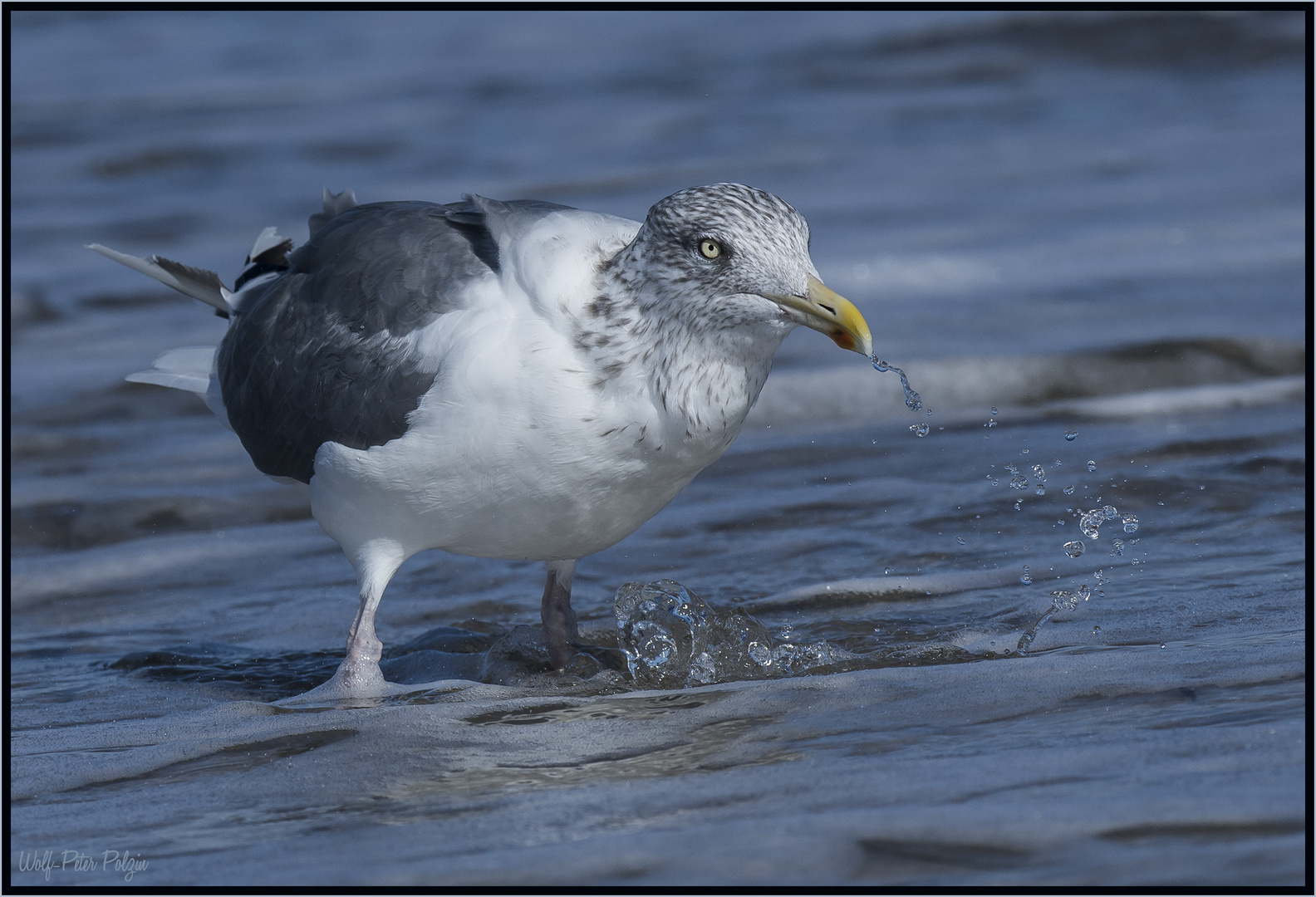 Spiel mit dem Wasser: Silbermöwe