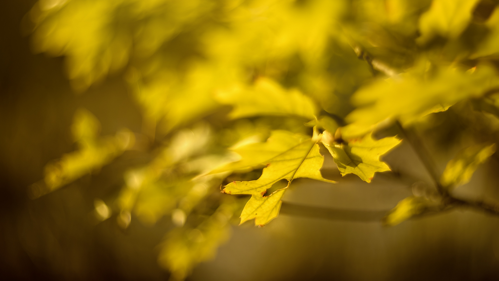 Spiel mit den Herbstfarben