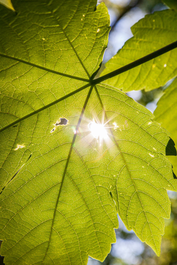  Spiel mit der Sonne