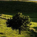 Spiel mit Licht und Schatten. 