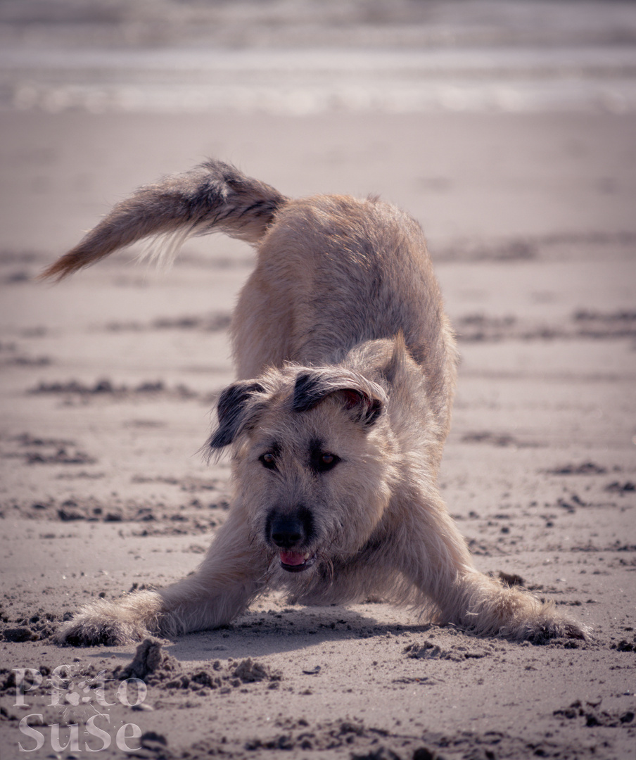 Spiel mit mir! Foto & Bild | tiere, haustiere, hunde ...