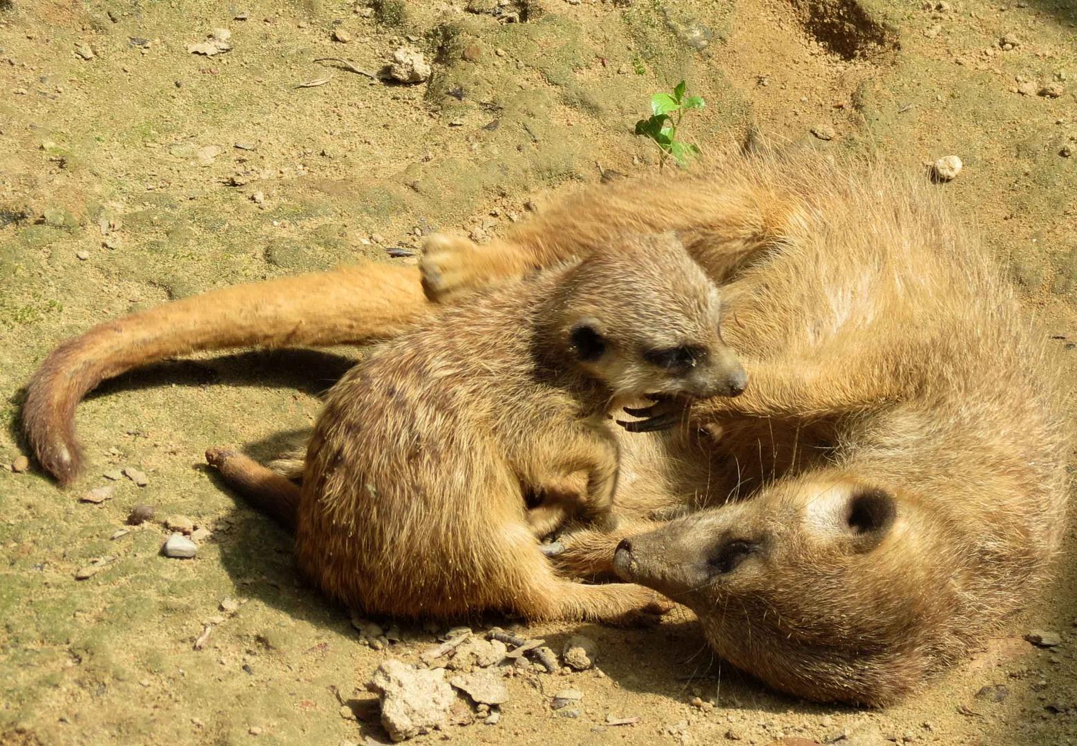 Spiel mit mir, Mama!