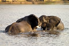 Spiel oder Streit? Elefanten im Chobe