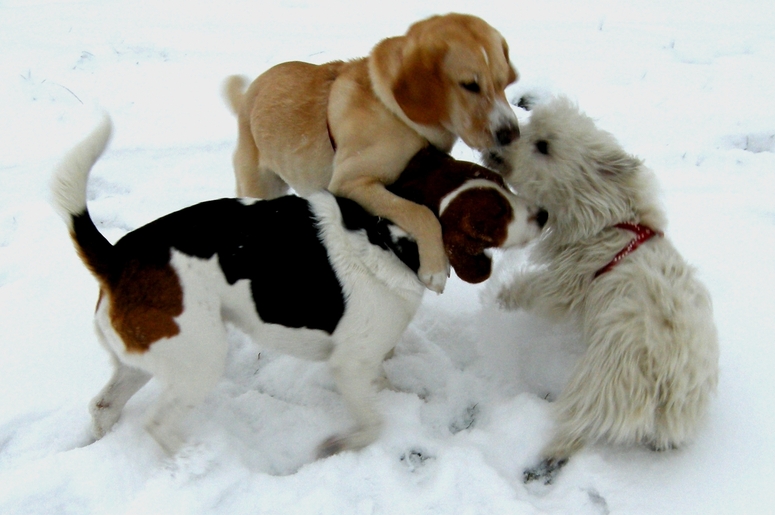 Spiel & Spass im Schnee / Emma , Rosa & Ricky / Januar 2009