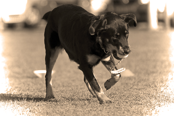 Spiel und Spass auf dem Hundeplatz