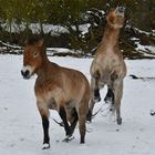 Spiel Und Spass Im Schnee