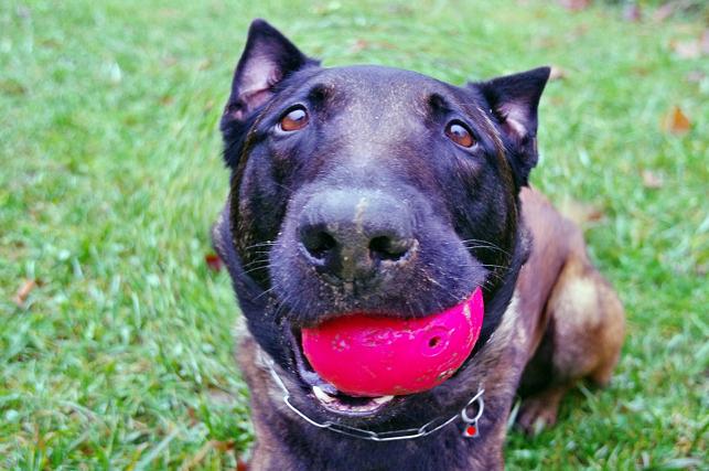 Spiel und Spass mit dem Ball Fisheye - wer kennt die Rasse?