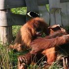 Spiel unter Orang-Utans