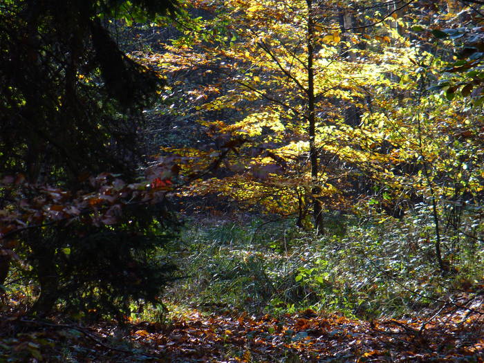 spiel von licht und schatten