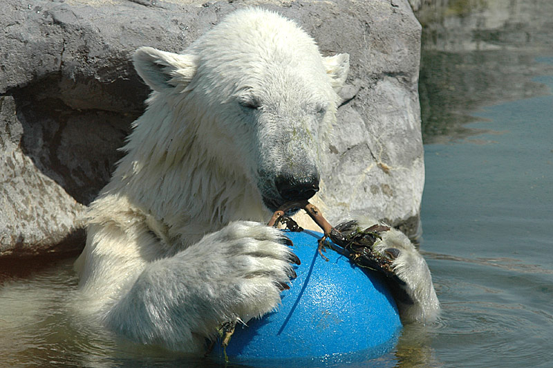 Spielbär