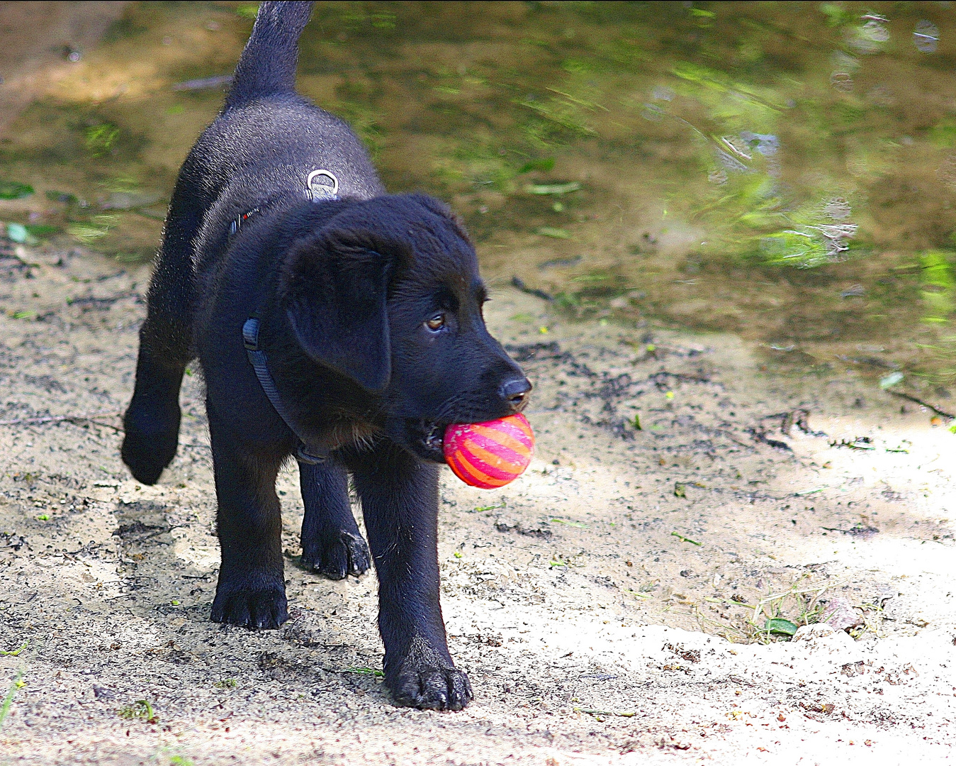 Spielball