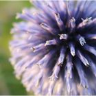 Spielball der Natur