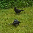 Spielchen im Gatren