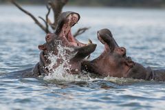 Spiele im Lake Naivasha