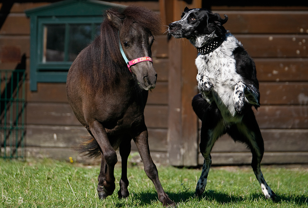 - Spielen! -