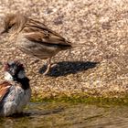 spielen am Wasser