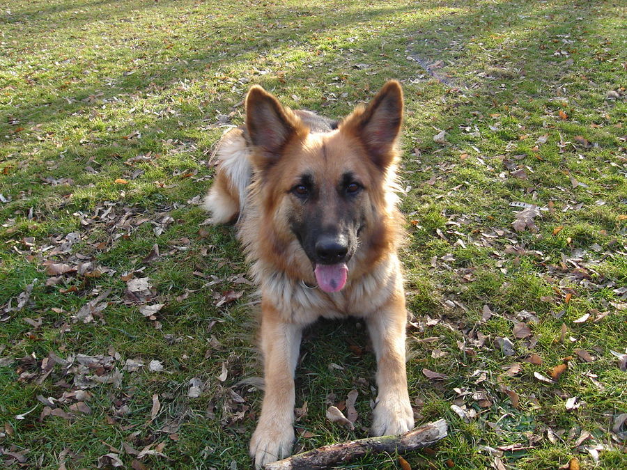 Spielen im Park