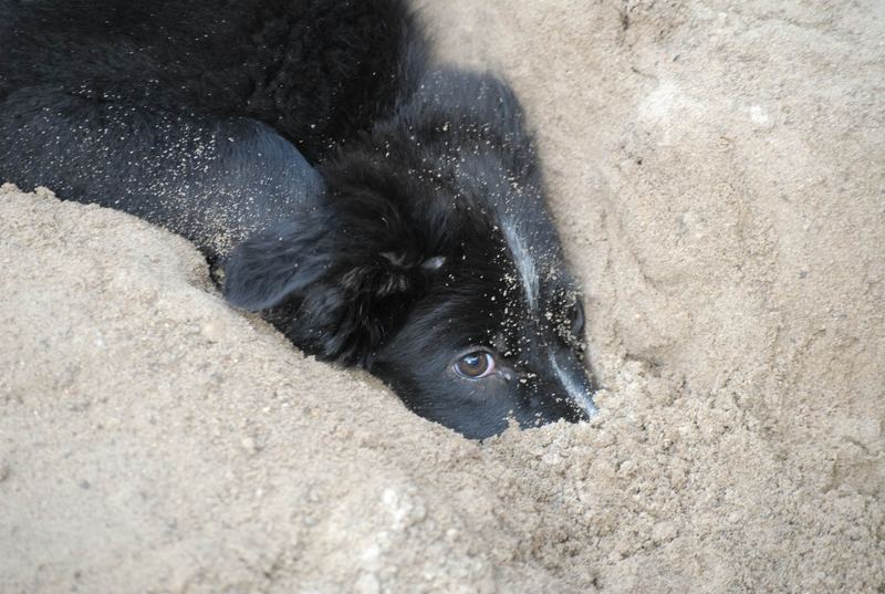 Spielen im Sandkasten