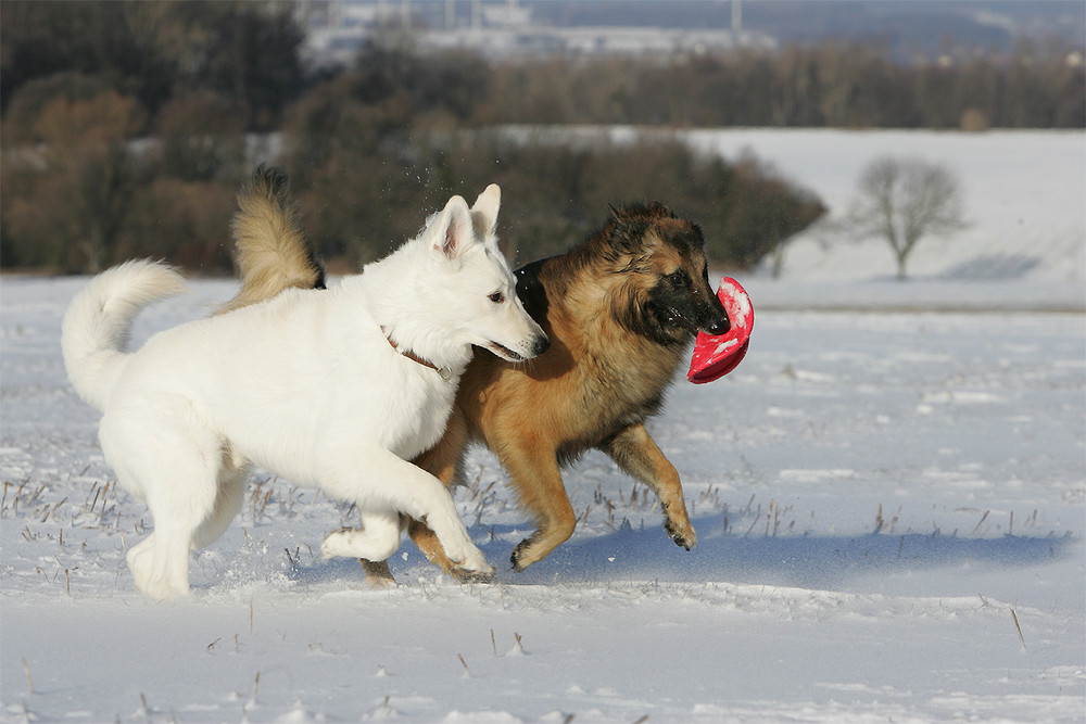 SPIELEN IM SCHNEE............