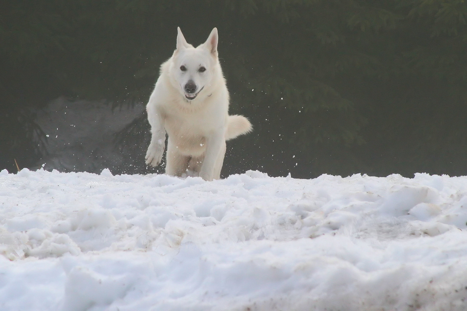 Spielen im Schnee