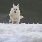 Spielen im Schnee