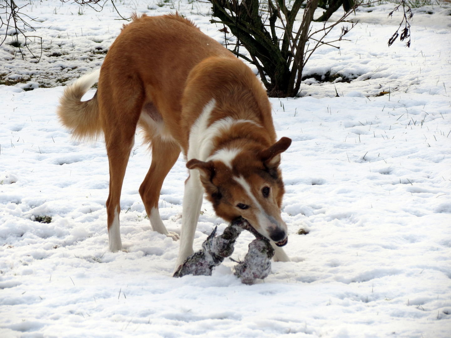 Spielen im Schnee