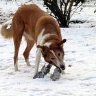 Spielen im Schnee