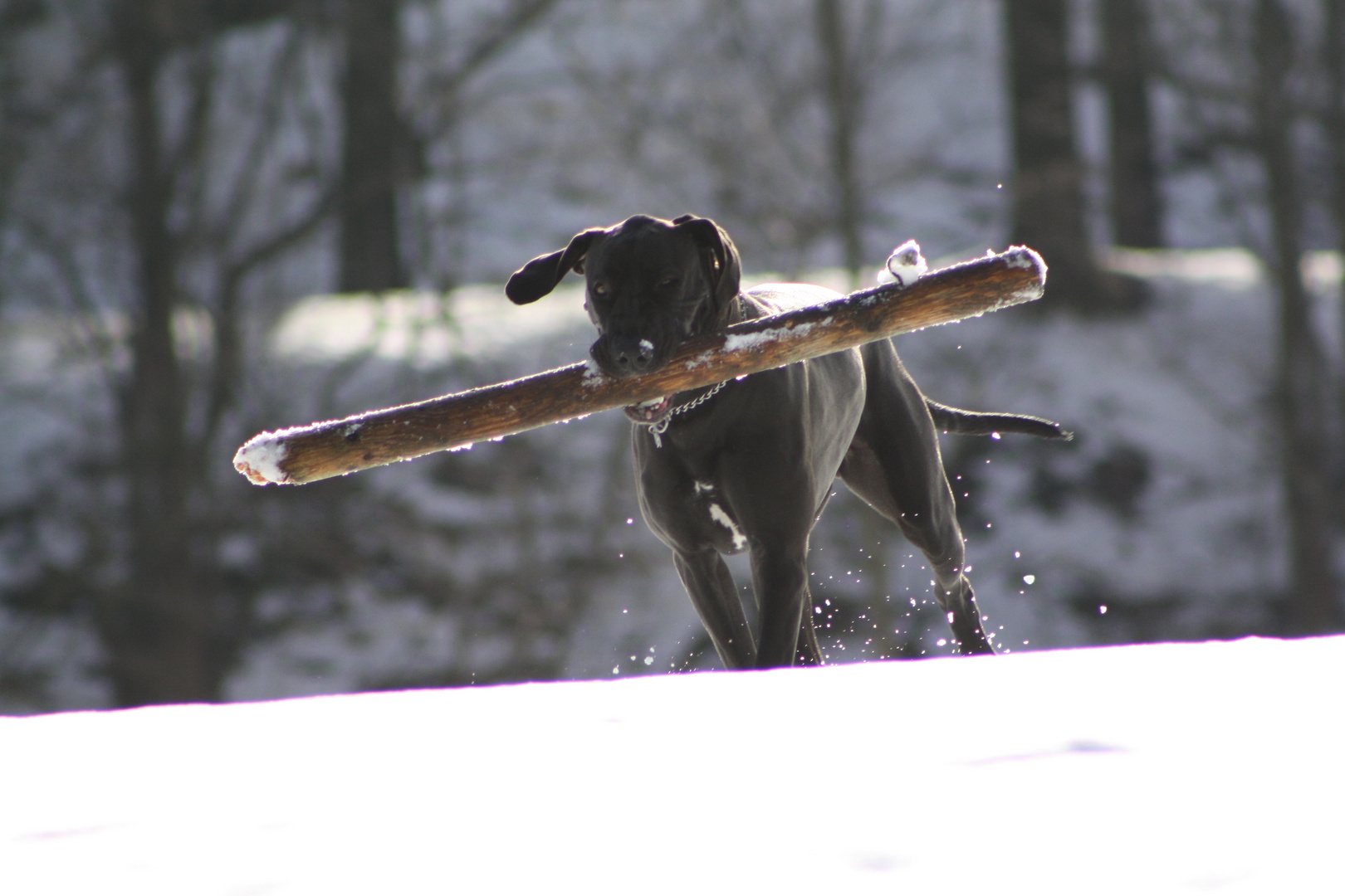 Spielen im Schnee