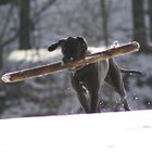 Spielen im Schnee