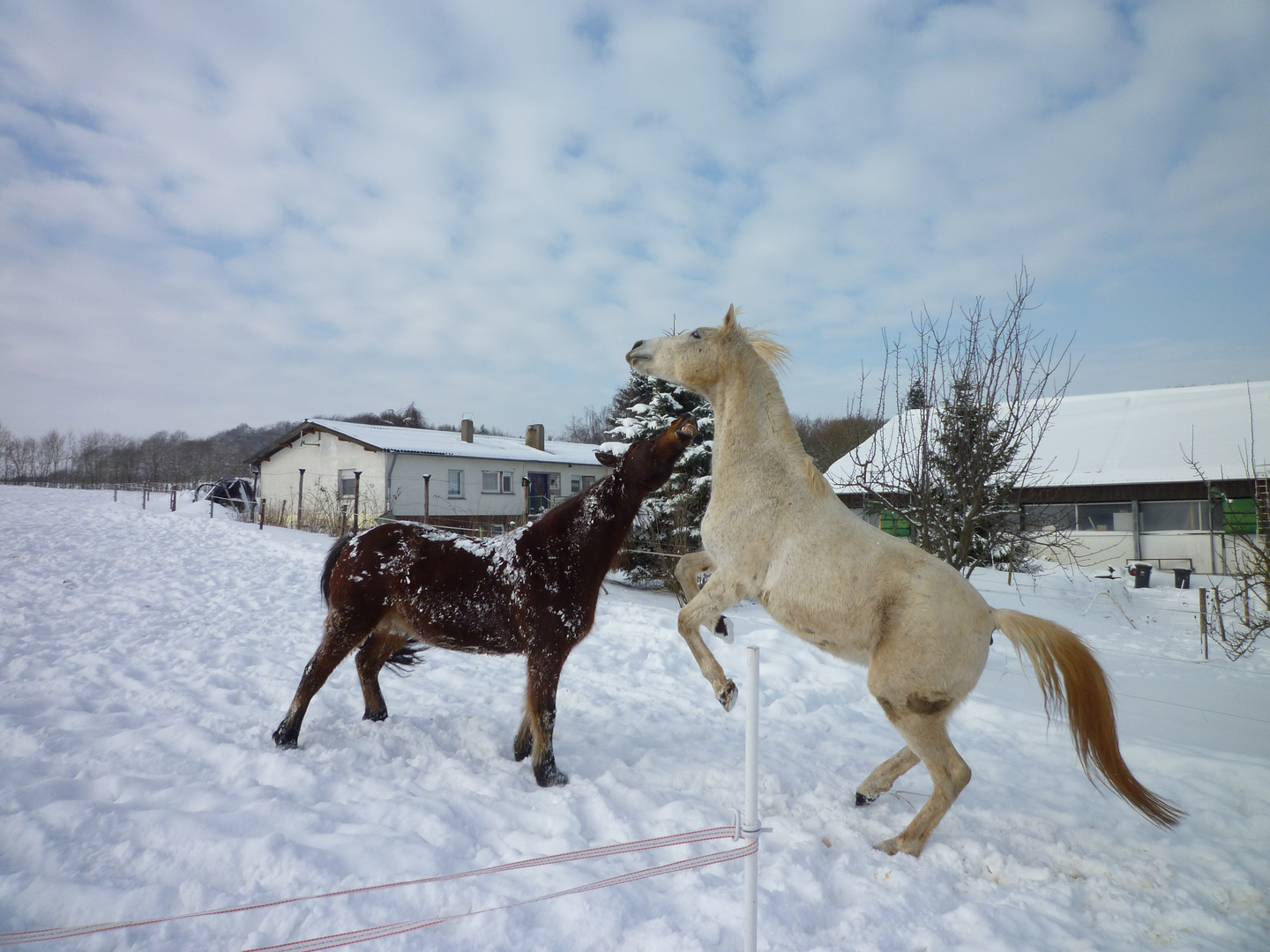 Spielen im Schnee