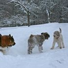 Spielen im Schnee