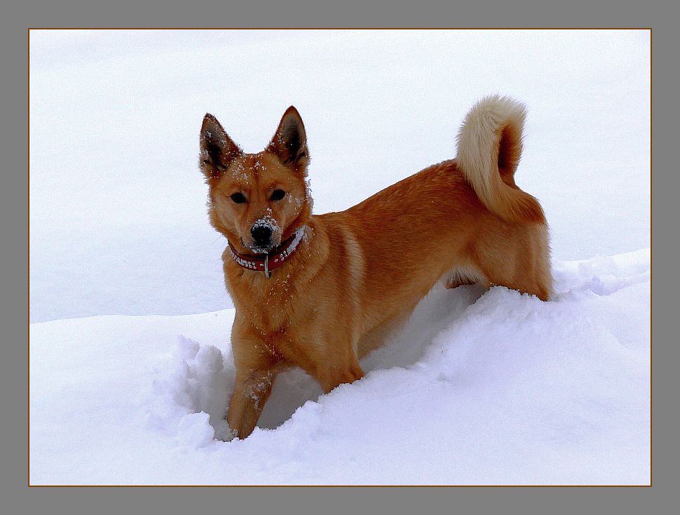 Spielen im Schnee