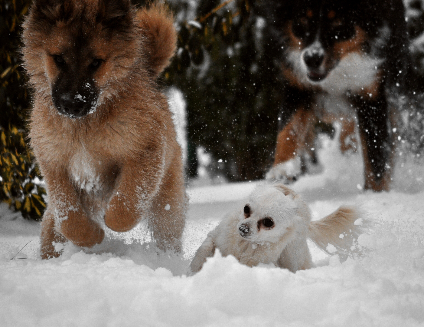 Spielen im Schnee