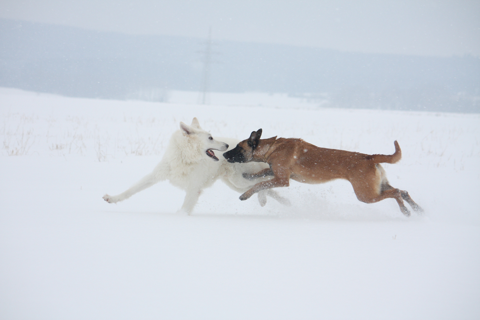 Spielen im Schnee ist das schönste