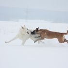 Spielen im Schnee ist das schönste