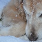 Spielen im Schnee macht Spaß