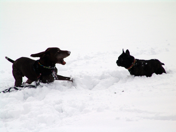 Spielen im Schnee macht Spass.   Foto : A. van Londen ( fc )