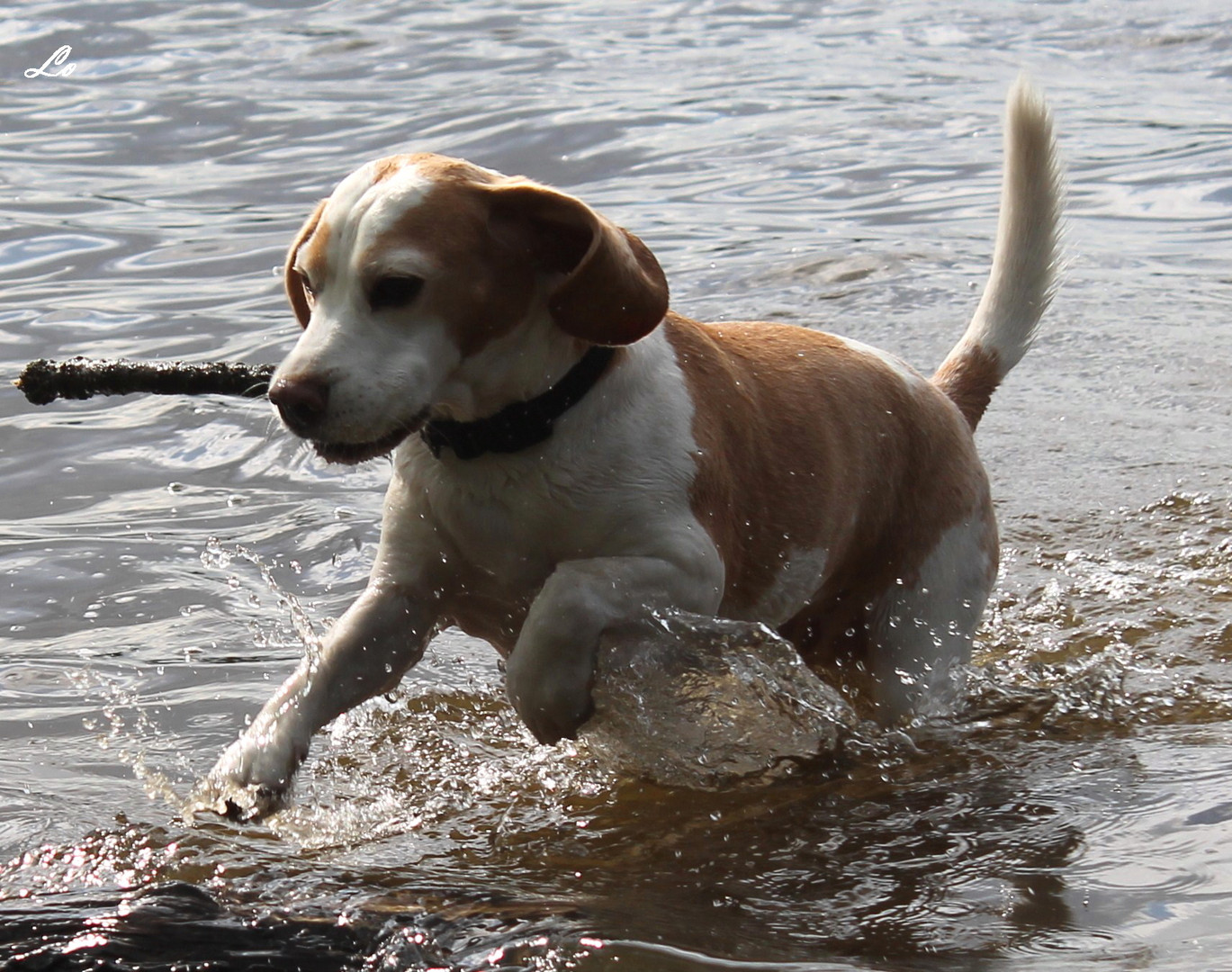 Spielen im Wasser