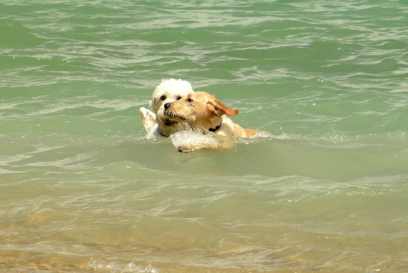 °°°° Spielen im Wasser ist so schöööön....!! °°°°