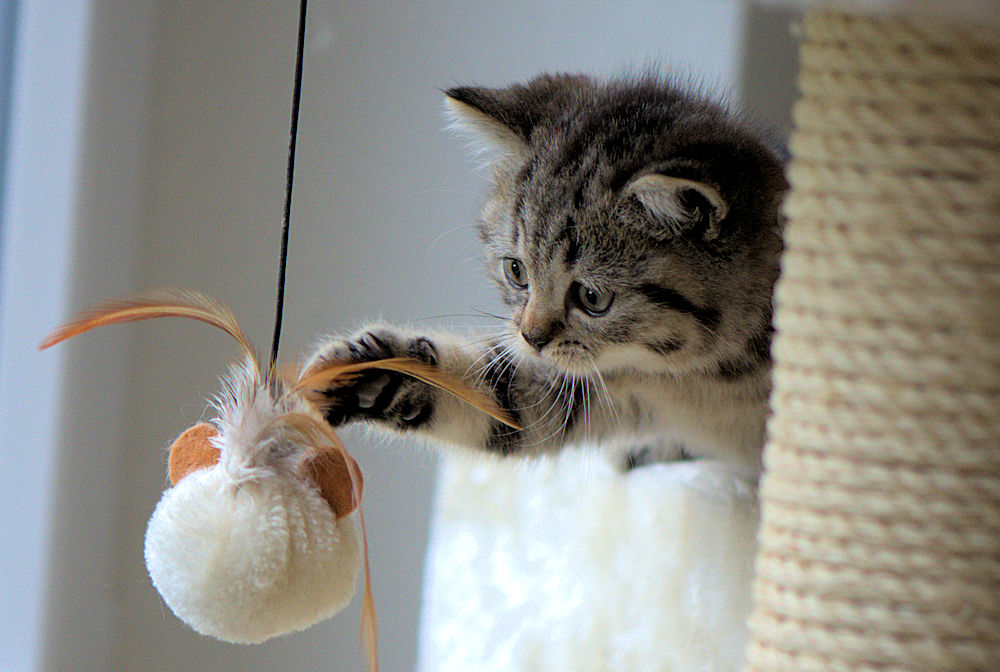 Spielen ist meine Leidenschaft Foto & Bild tiere, haustiere, katzen Bilder auf