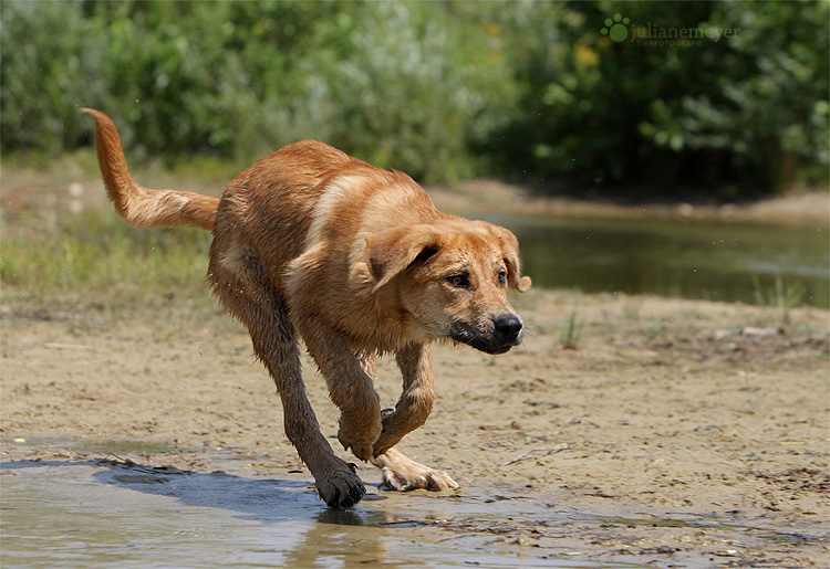 spielen mit kleinen Hunden...